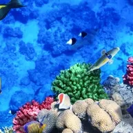 Sharm El Sheikh